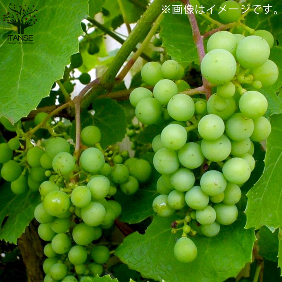 ITANSE ぶどうの苗 品種：ネオマスカット 果樹の苗木 4〜5号ポット 1個