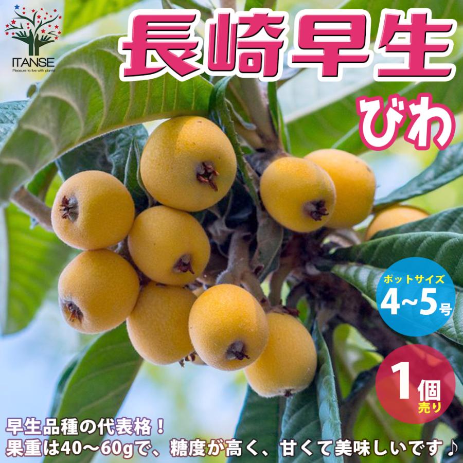 ITANSE 枇杷(びわ)の苗木 長崎早生 果樹の苗木 4〜5号 1個売り 果樹