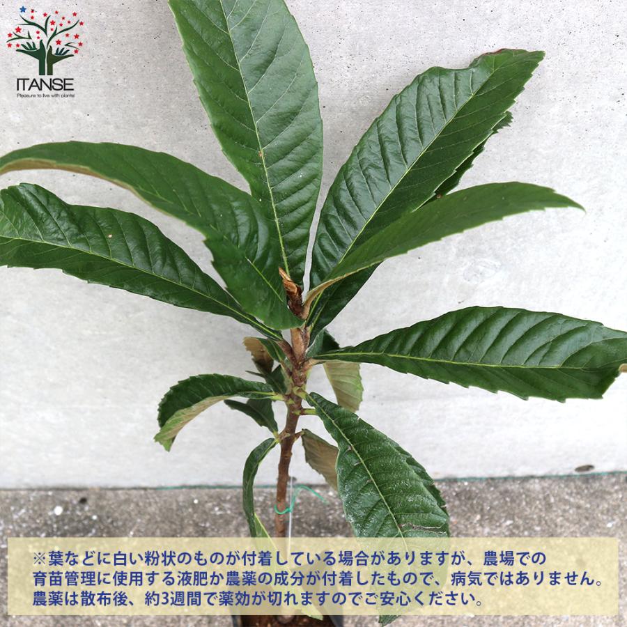 ITANSE 枇杷(びわ)の苗木 長崎早生 果樹の苗木 4〜5号 1個売り 果樹