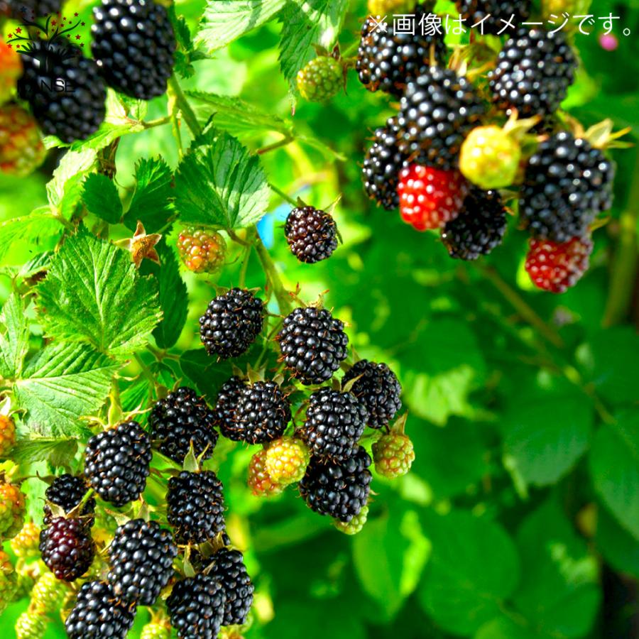 ITANSE ラズベリーの苗木 ブラックベリー 果樹の苗木 4〜5号 1個売り