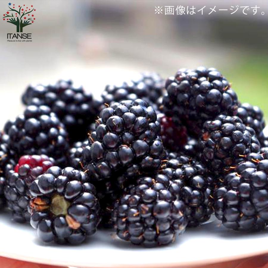 ITANSE ラズベリーの苗木 ブラックベリー 果樹の苗木 4〜5号 1個売り