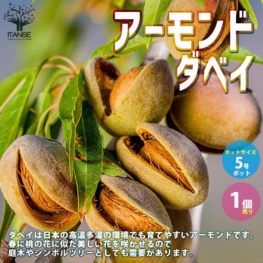 ITANSE アーモンド ダベイ 果樹の苗木 5号 1個売り 果樹 果物 栽培