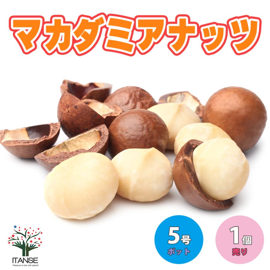 ITANSE マカダミアナッツの苗木 果樹の苗木 5号ポット 1個売り 果樹