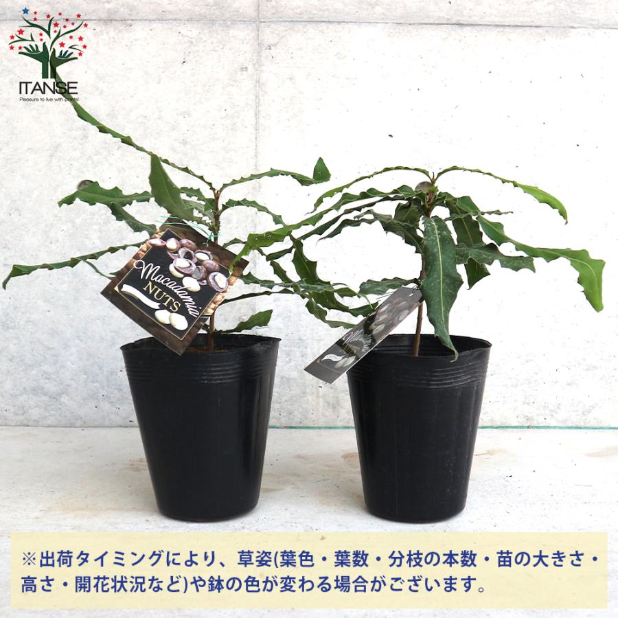 ITANSE マカダミアナッツの苗木 果樹の苗木 5号ポット 1個売り 果樹