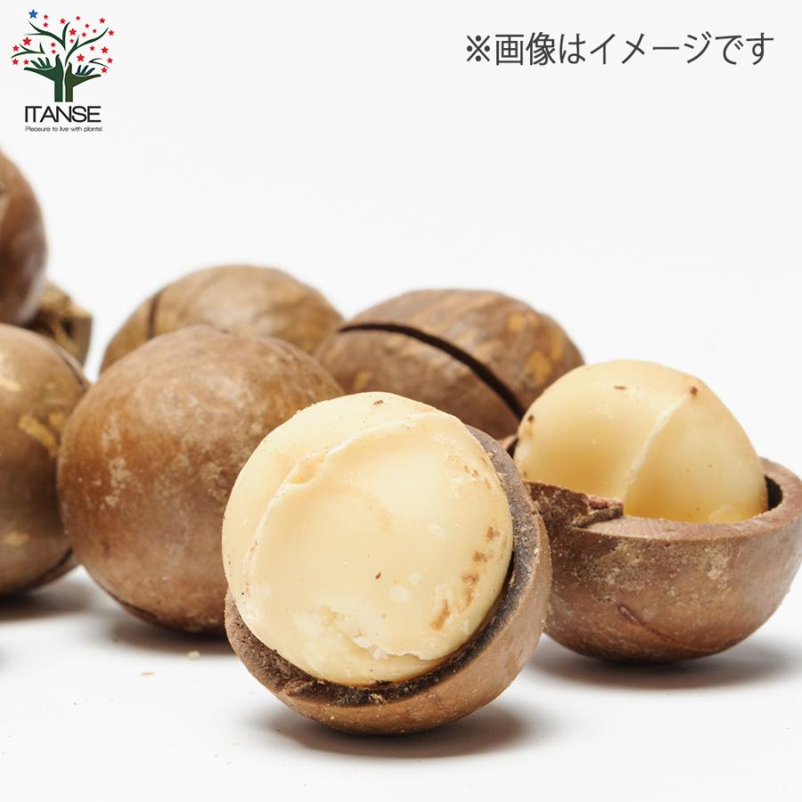 ITANSE マカダミアナッツの苗木 果樹の苗木 5号ポット 1個売り 果樹