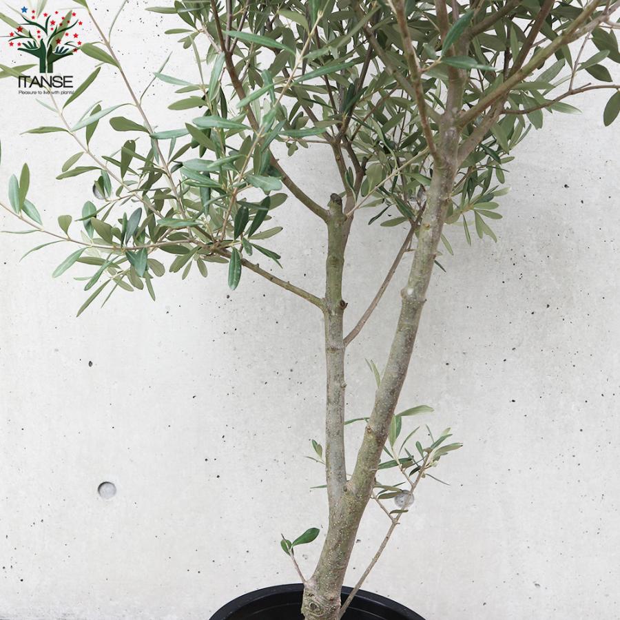 ITANSE オリーブの苗木 品種：シプレッシーノ 果樹の苗木 挿し木苗 5