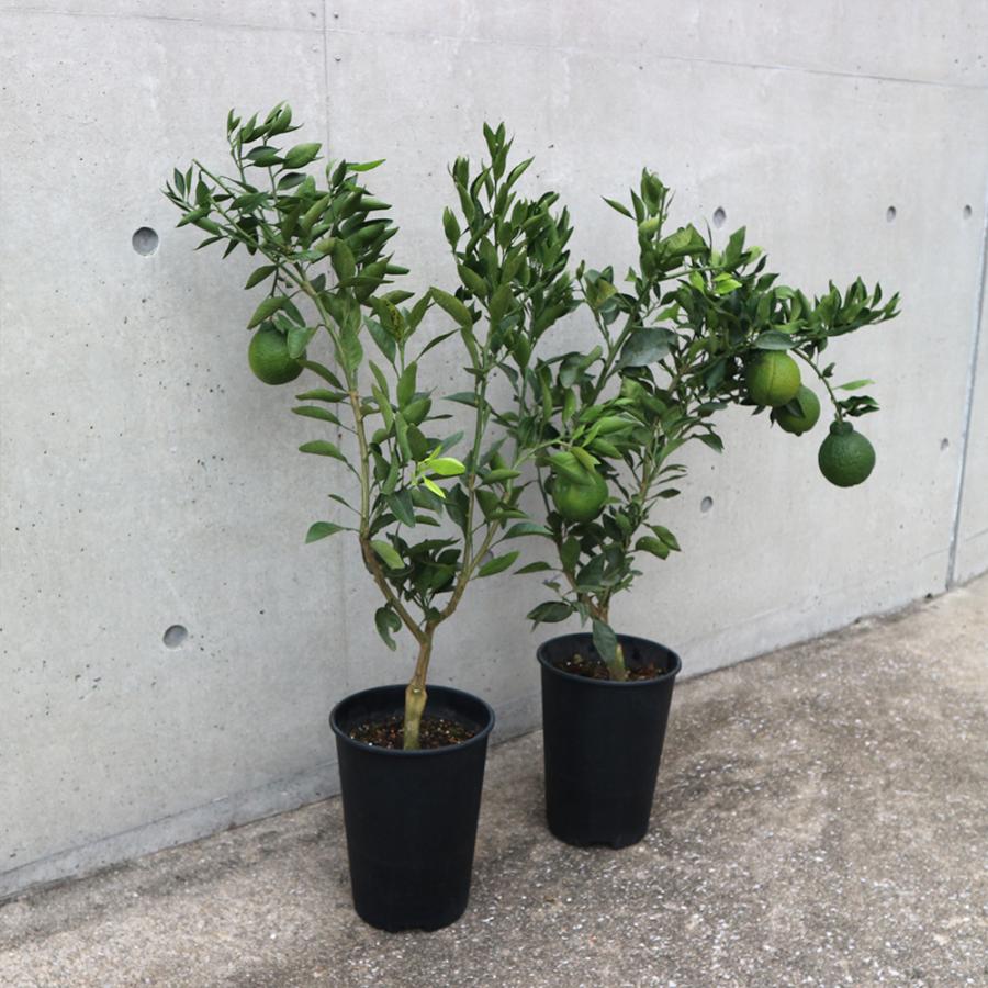 ITANSE デコポン(不知火 シラヌイ)の苗木 果樹の苗木 接木苗 6号鉢 1個