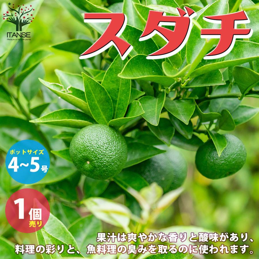 ITANSE スダチの苗 果樹の苗木 接木苗 4〜5号ポット 1個売り 果樹 果物 栽培 趣味 園芸 ガーデニング 送料無料 イタンセ公式 ...