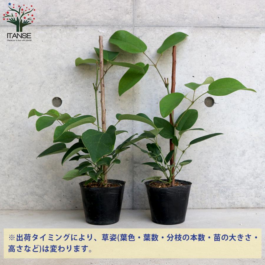 ムベ　挿し木　抜き苗　現品 初心者必見】多肉植物の挿し木で失敗しないためのポイント 多肉植物 – 果樹