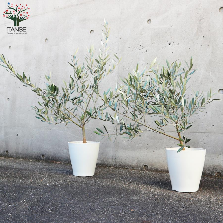 ITANSE オリーブの苗木 品種：ホジブランコ(オヒブランカ) 果樹の苗木
