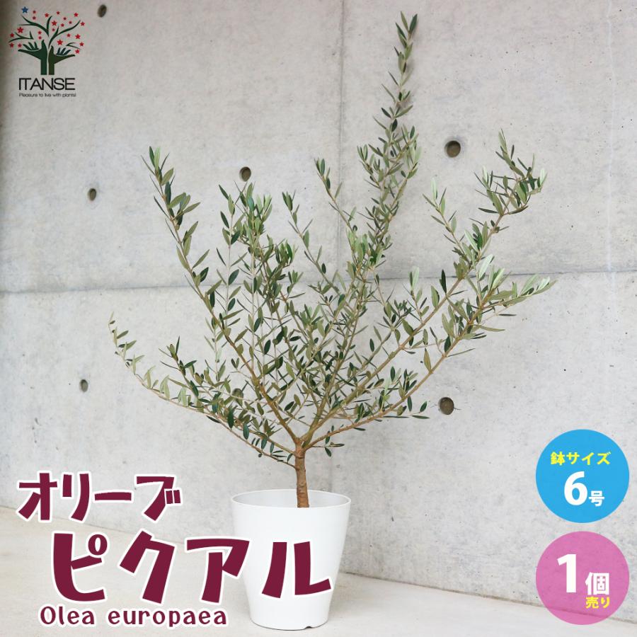 ITANSE オリーブの苗木 品種：ピクアル 果樹の苗木 挿し木苗 6号白