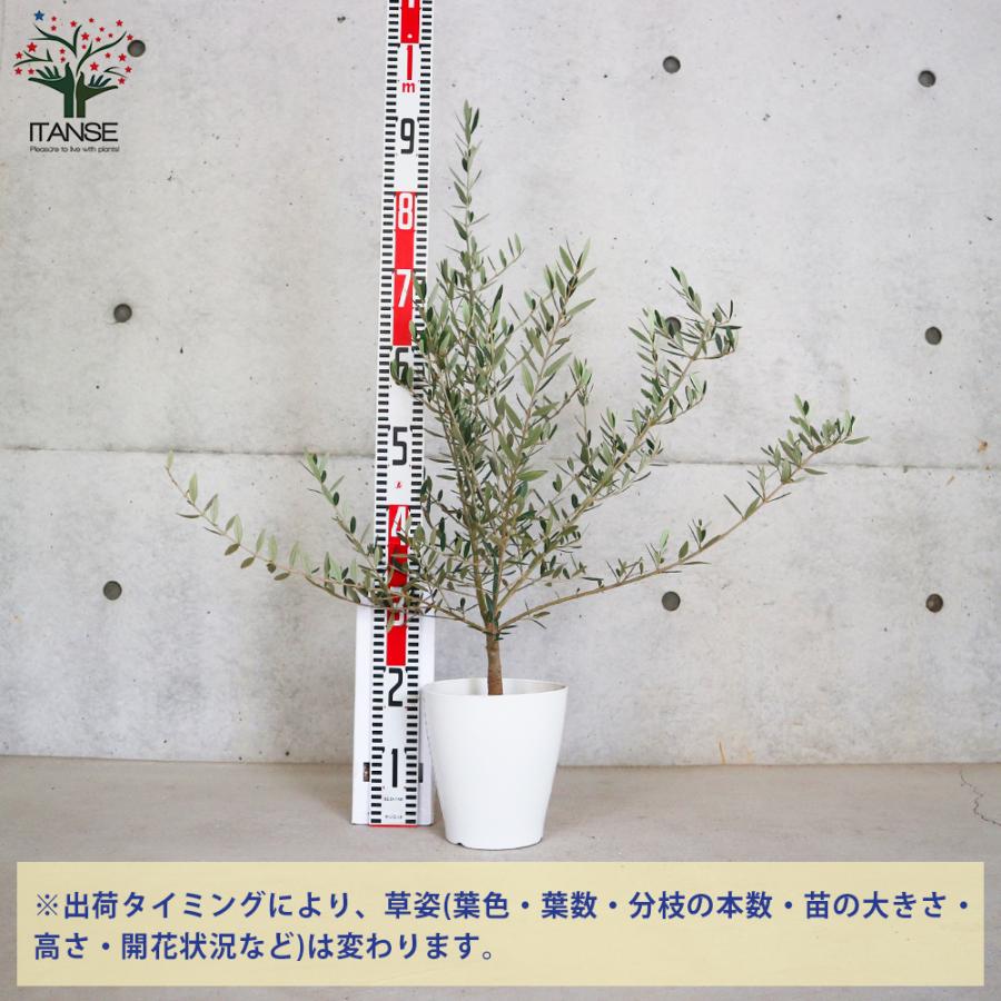 ITANSE オリーブの苗木 品種：ピクアル 果樹の苗木 挿し木苗 6号白
