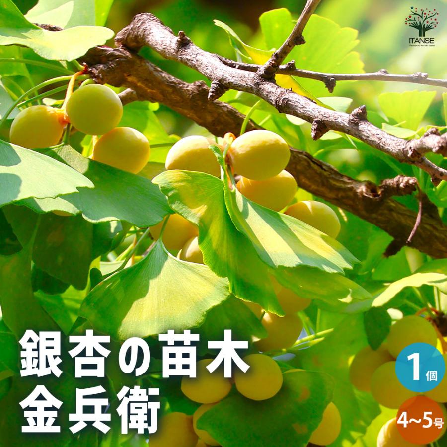 ITANSE 銀杏の苗木 金兵衛(きんべえ・メス木) 果樹の苗木 4〜5号 1個 