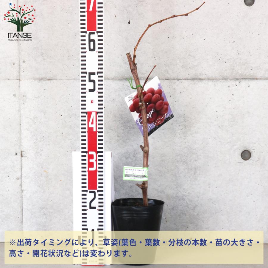 ITANSE ぶどうの苗 クイーンニーナ接木 果樹の苗木 5号ポット 接木苗/1
