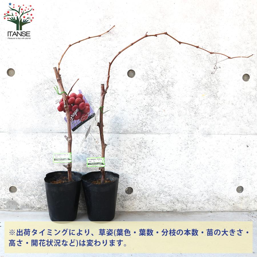 ITANSE ぶどうの苗 クイーンニーナ接木 果樹の苗木 5号ポット 接木苗/1 