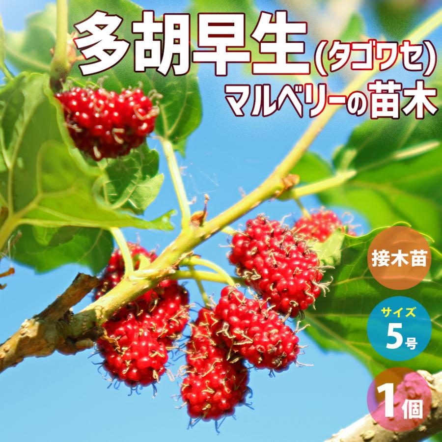 ITANSE マルベリー(桑の木) 多胡早生 果樹の苗木 5号鉢 接木苗/1個売り