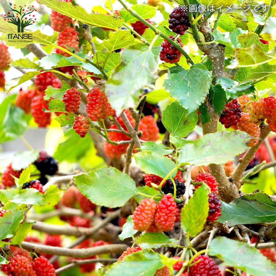 桑の木大樹・マルベリー10年・幹約10㌢ 桑の木大樹・マルベリー