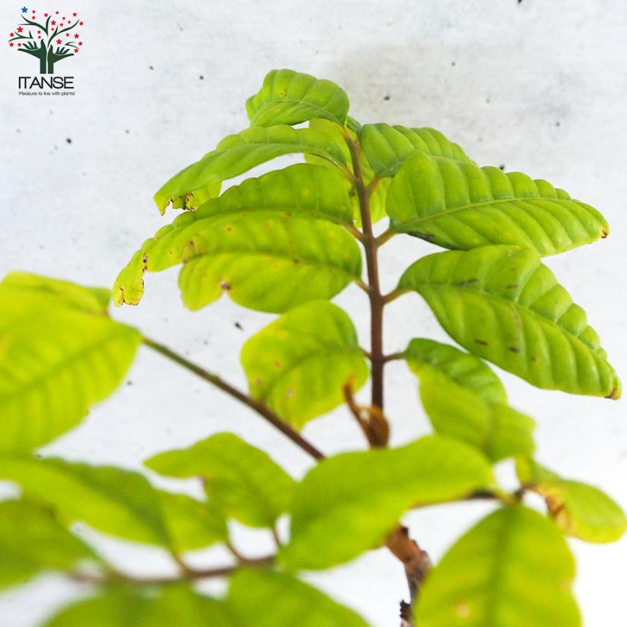 ITANSE ロンガン(竜眼・リュウガン)の苗木 果樹の苗木 7号ポット/1個