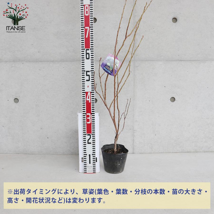 ITANSE ブルーベリー チャンドラー 果樹の苗木 4.5〜5号ポット/1個売り