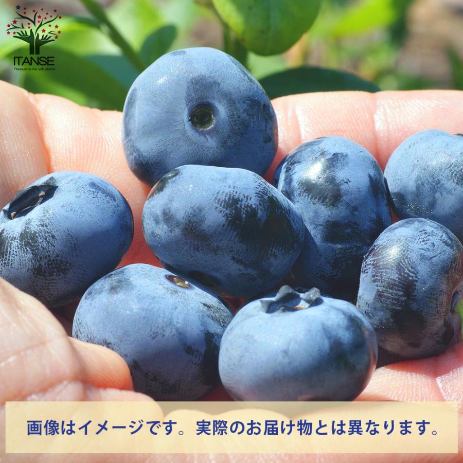ITANSE ブルーベリー チャンドラー 果樹の苗木 4.5〜5号ポット/1個売り