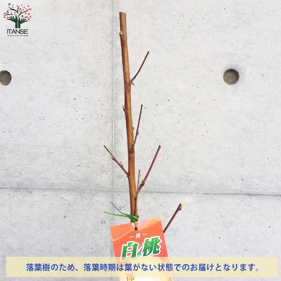 ITANSE 桃の苗木 白桃 果樹の苗木 4〜5号ポット/1個売り モモ苗 モモの