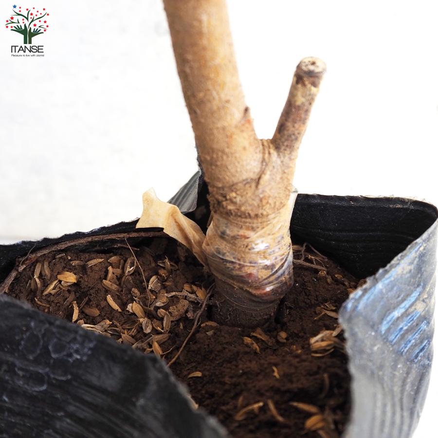 桃の苗 約1.5メートル　白桃　山葡萄セット ITANSE 桃の苗木 白桃 果樹の苗木 4〜5号ポット/1個売り モモ苗 モモの