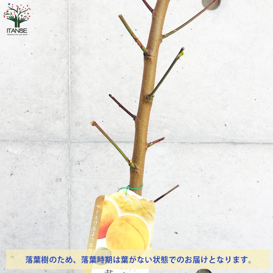 ITANSE 桃の苗木 黄金桃 果樹の苗木 4〜5号ポット/1個売り モモ