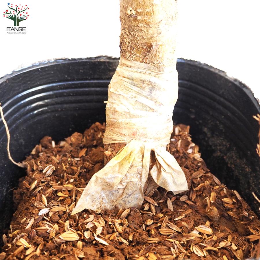 ITANSE 桃の苗木 黄金桃 果樹の苗木 4〜5号ポット/1個売り モモ苗 モモ