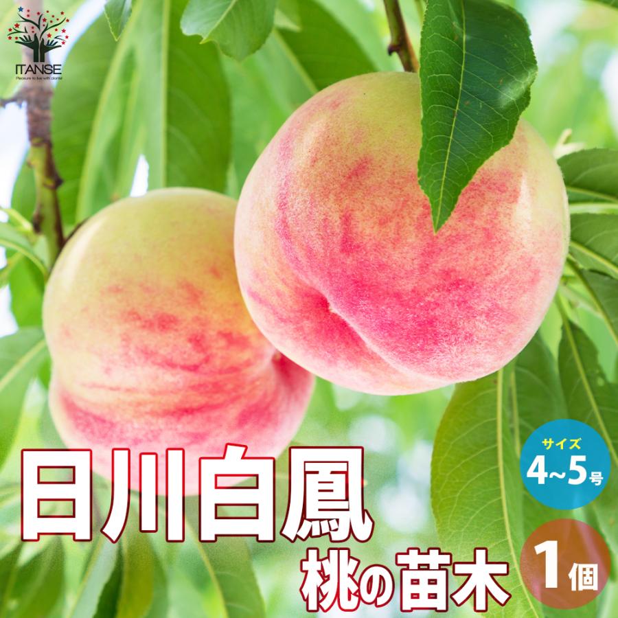 桃　白鳳　成木 日川白鳳 桃 苗木 【公式通販】