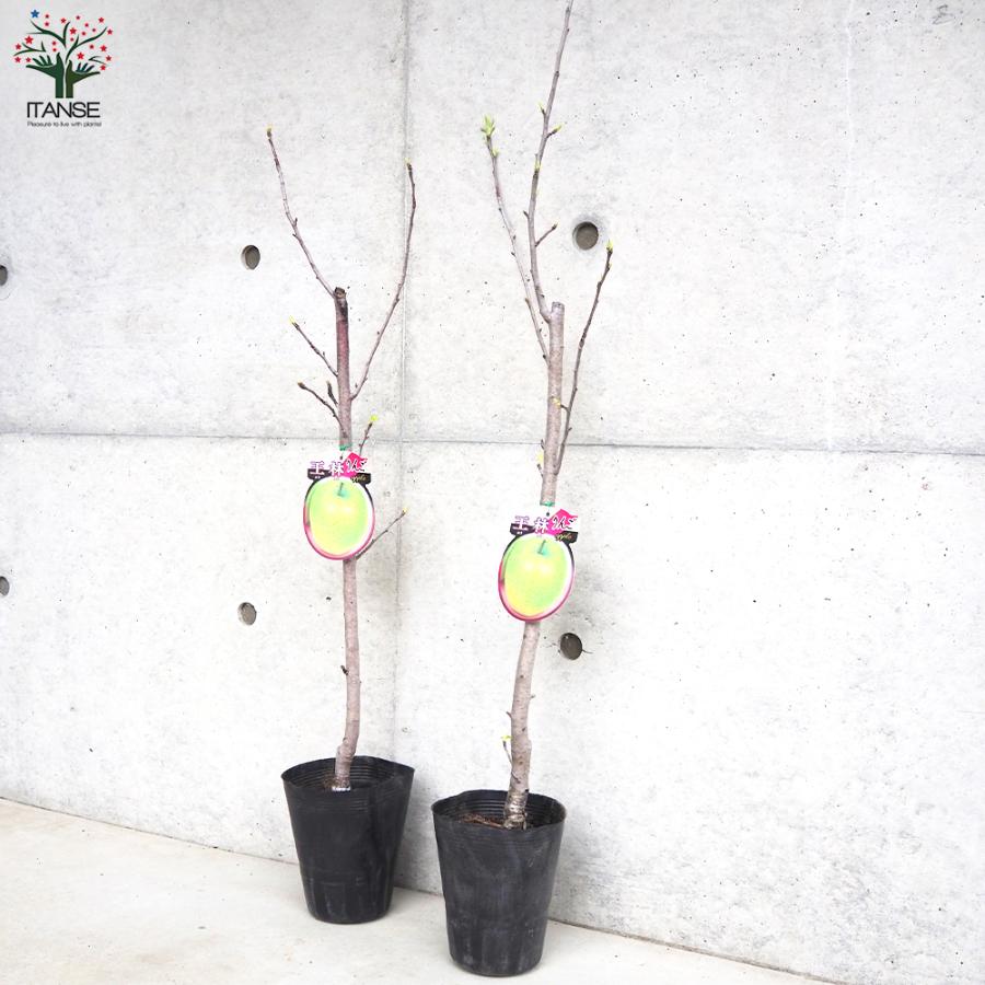 ITANSE りんごの苗木 王林 果樹の苗木 4〜5号ポット/1個売り 果樹苗