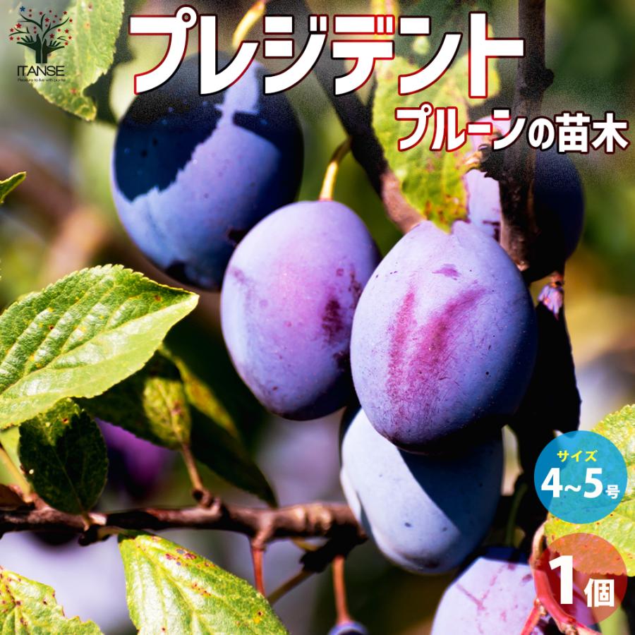 ITANSE プルーンの苗木 プレジデント 果樹の苗木 4〜5号ポット/1個売り プルーン苗 プルーンの苗 プルーンの木 バーバンクの苗 西洋 ...