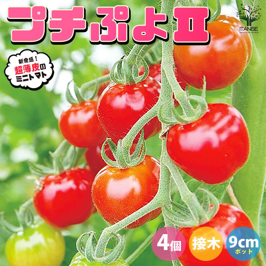 ミニトマト 品種 プチぷよ | プチぷよ ミニトマト 特徴 – BSKRS
