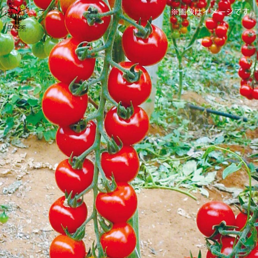 ITANSE ミニトマトの苗 プチぷよ2 赤実 接木苗 野菜の苗 9cm ITANSE ミニトマトの苗 プチぷよ2 赤実 接木苗 野菜の苗 9cm
