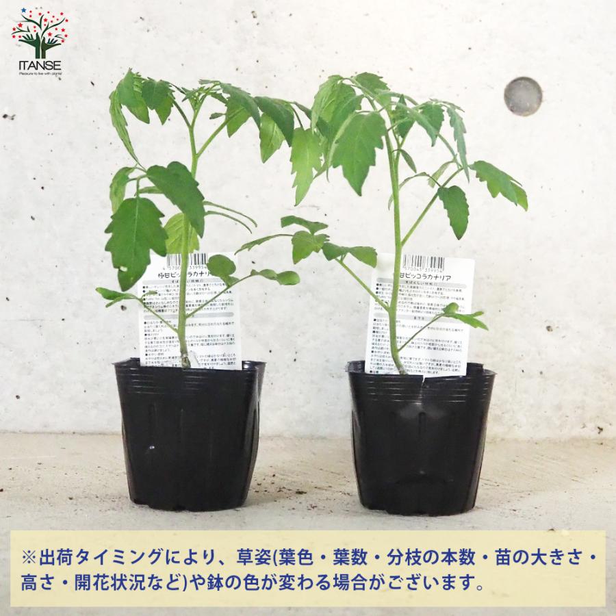 ITANSE ミニトマトの苗 ピッコラカナリア 接木苗 野菜の苗 9cmポット お買い得2個セット 人気 家庭菜園 簡単栽培 送料無料 イタンセ公式｜itanse｜03