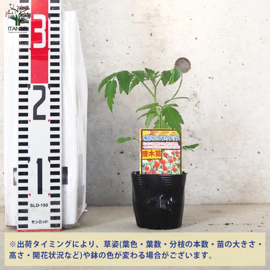 ITANSE ミニトマトの苗 ピッコラカナリア 接木苗 野菜の苗 9cmポット お買い得4個セット 人気 家庭菜園 簡単栽培 送料無料 イタンセ公式｜itanse｜02