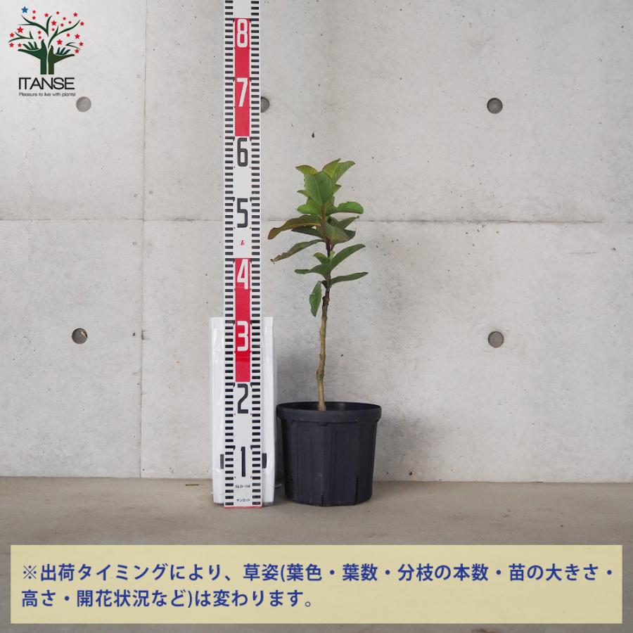 ITANSE ルビーグァバ 果樹の苗木 18cmポット/1個売り 果樹苗 果樹の苗