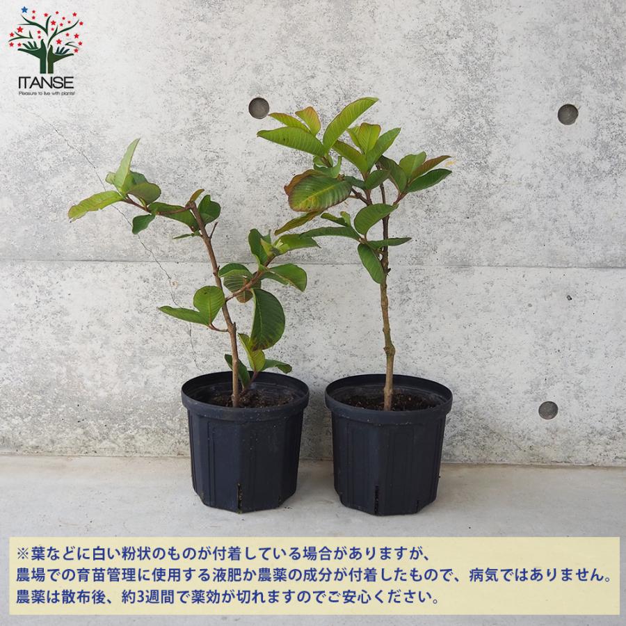 希少ピンクグァバ 苗木　取り木苗 ピンクグァバ苗 - 植物と雑貨のセレクトショップ・石垣島・シャンティ
