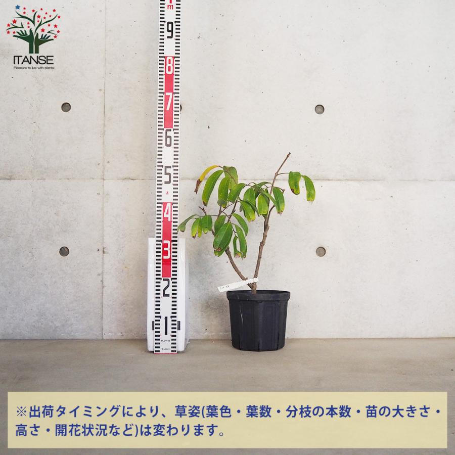 ITANSE ライチ佐多 果樹の苗木 18cmポット/1個売り 果樹苗 果樹 ITANSE ライチ佐多 果樹の苗木 18cmポット/1個売り 果樹苗 果樹