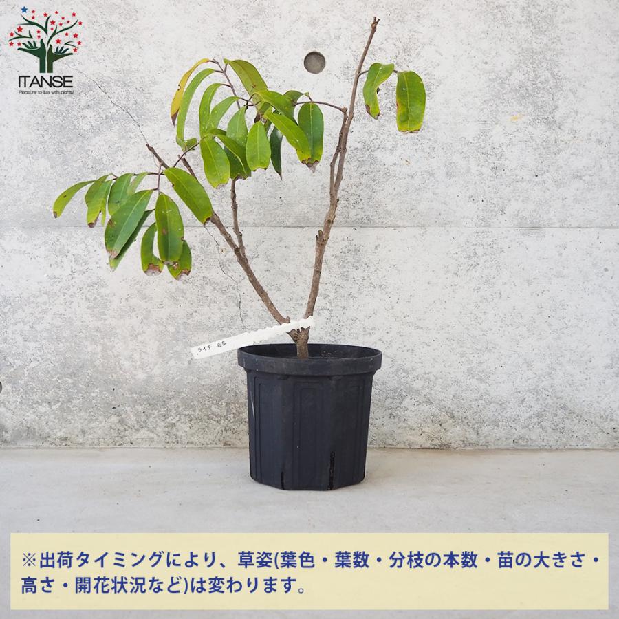 ライチ苗 接木 6号サイズ 1本 【公式通販】