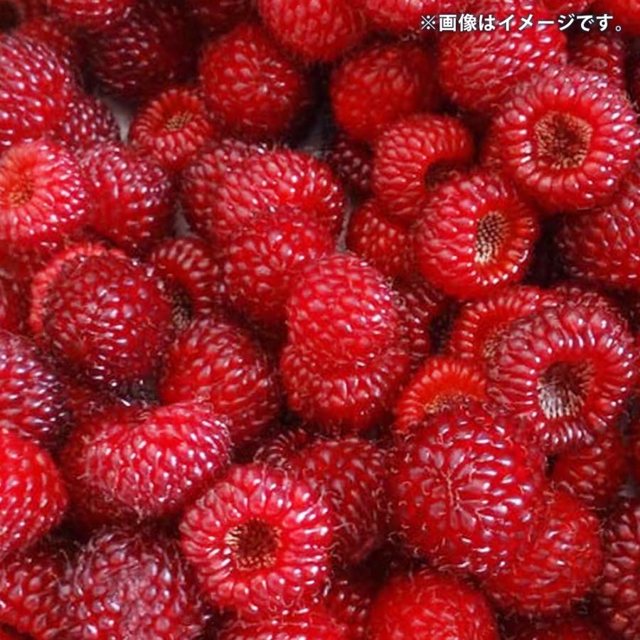 ITANSE ウルトラ ラズベリー レッドドリーム 果樹の苗木 5号ポット/1個