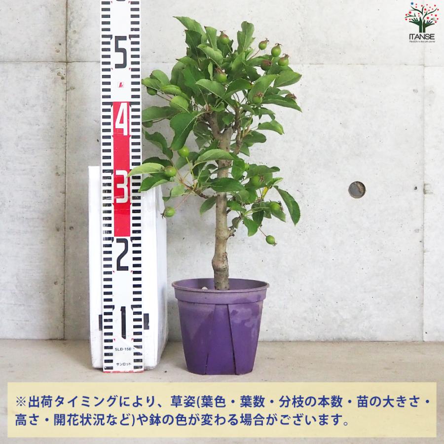 ITANSE 姫リンゴ (ヒメリンゴ) 果樹の苗木 5号鉢/1個売り 果樹の苗