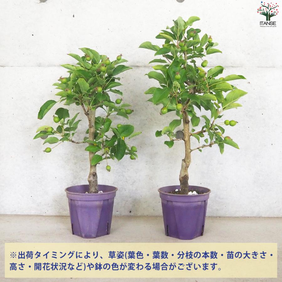 ITANSE 姫リンゴ (ヒメリンゴ) 果樹の苗木 5号鉢/1個売り 果樹の苗