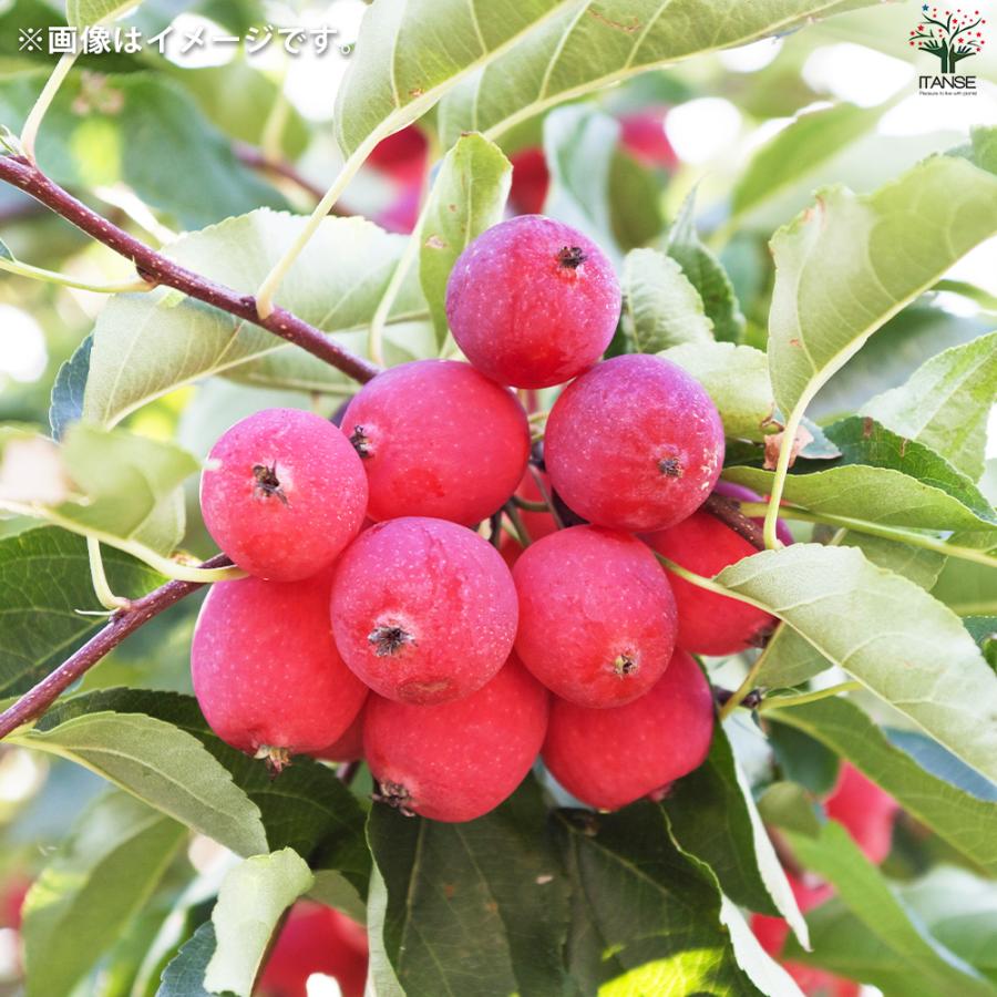 ITANSE 姫リンゴ (ヒメリンゴ) 果樹の苗木 5号鉢/1個売り 果樹の苗