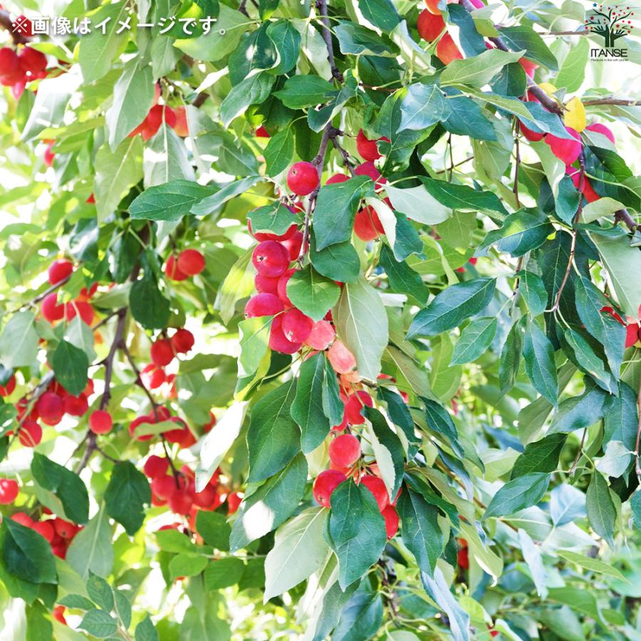 ITANSE 姫リンゴ (ヒメリンゴ) 果樹の苗木 5号鉢/1個売り 果樹の苗