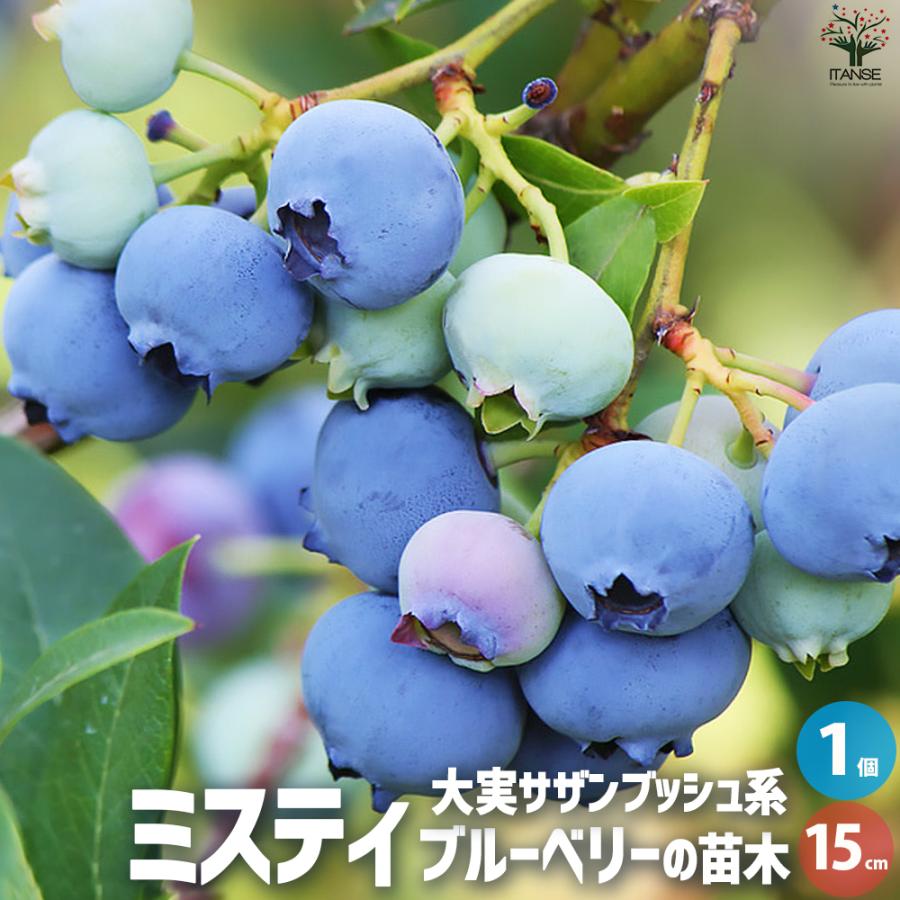 ITANSE ブルーベリー ミスティー 果樹の苗木 15cmポット 挿し木苗/1個