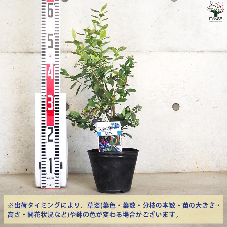 ITANSE ブルーベリー ミスティー 果樹の苗木 15cmポット 挿し木苗/1個