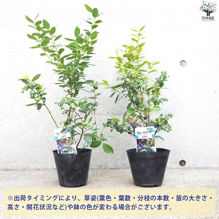 ITANSE ブルーベリー ミスティー 果樹の苗木 15cmポット 挿し木苗/1個