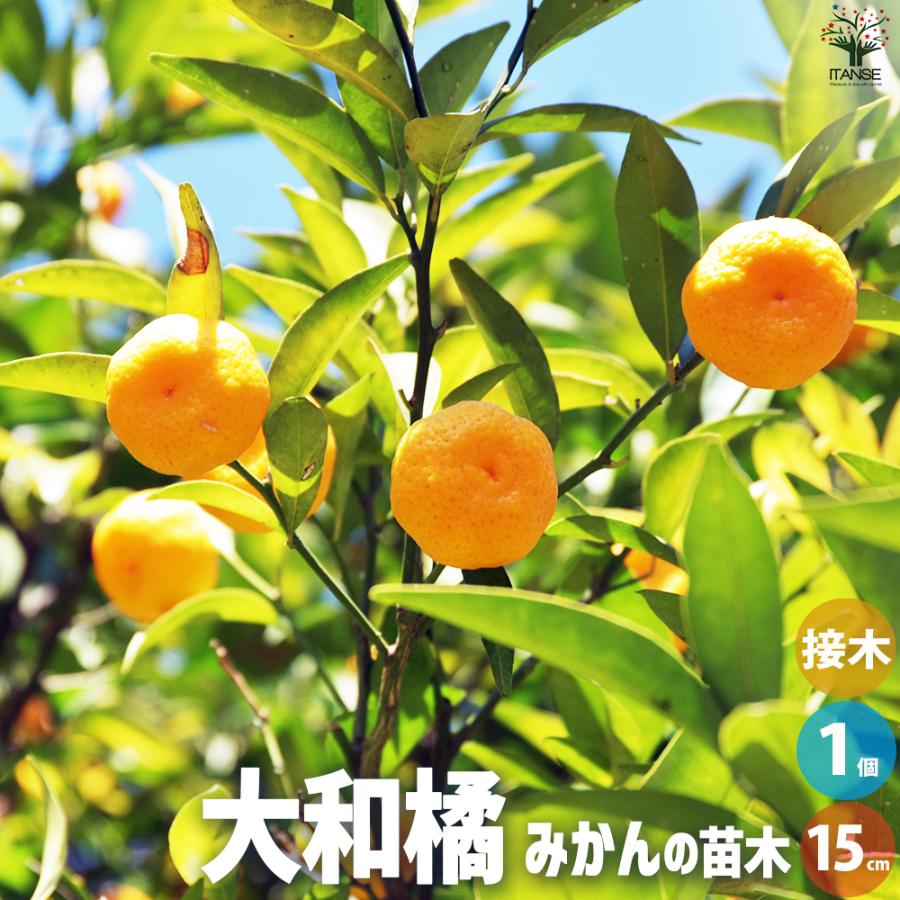 ITANSE 柑橘の苗 大和橘(ヤマトタチバナ) 果樹の苗木 15cmポット 1年生