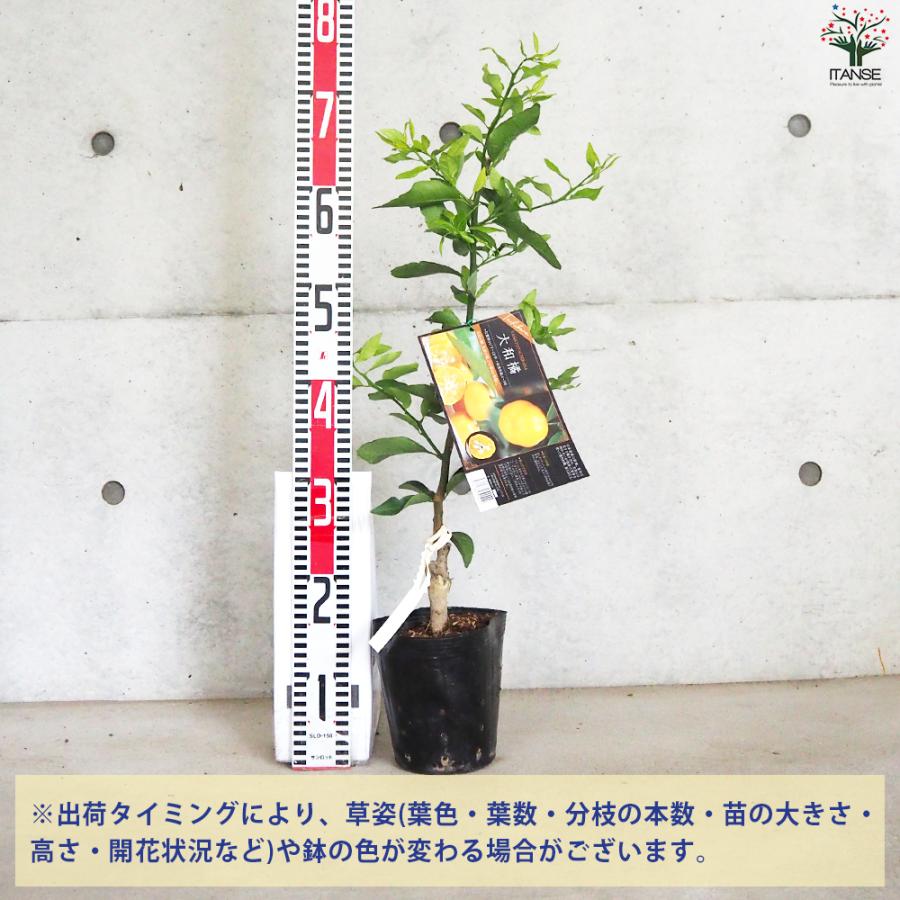 ITANSE 柑橘の苗 大和橘(ヤマトタチバナ) 果樹の苗木 15cmポット 1年生