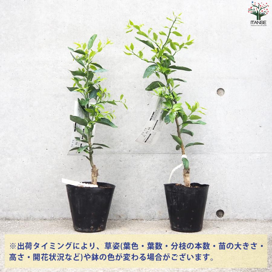 大和橘　苗木（実生）高さ約130cm ITANSE 柑橘の苗 大和橘(ヤマトタチバナ) 果樹の苗木 15cmポット 1年生